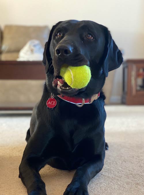 ace the dog-from ace property services